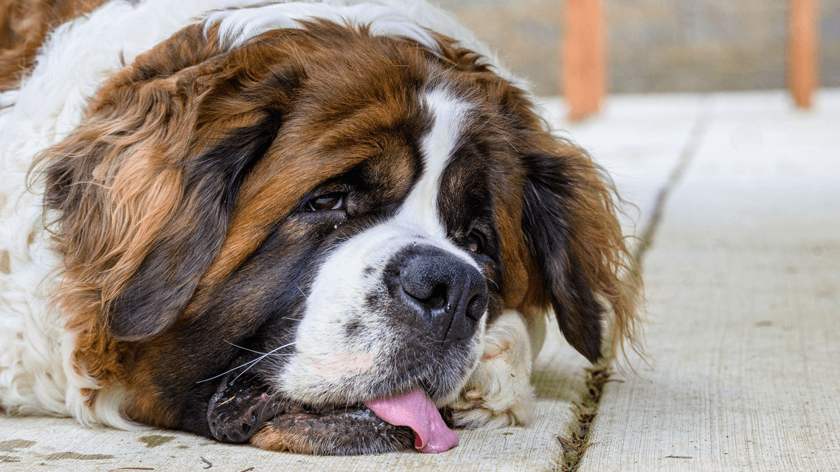 hond trilt en eet niet